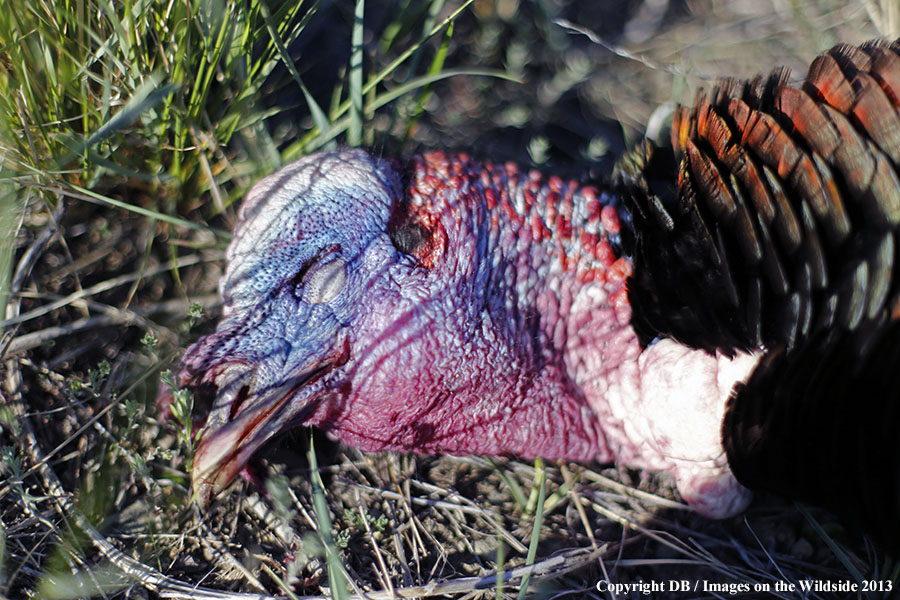 Recently killed turkey.