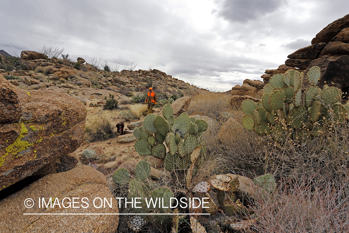 Quail hunter hunting Gambel's Quail in Arizona.