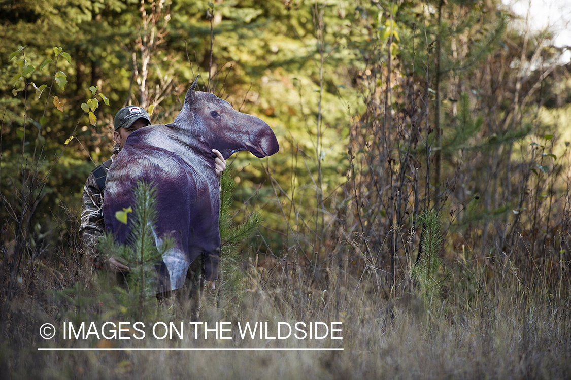 Hunter with moose decoy.