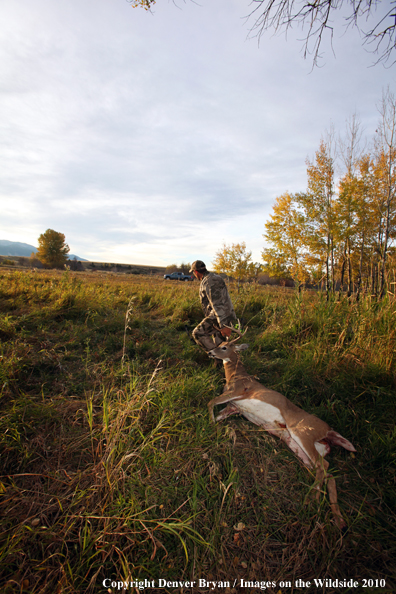 Bowhunter dragging downed white-tailed buck.