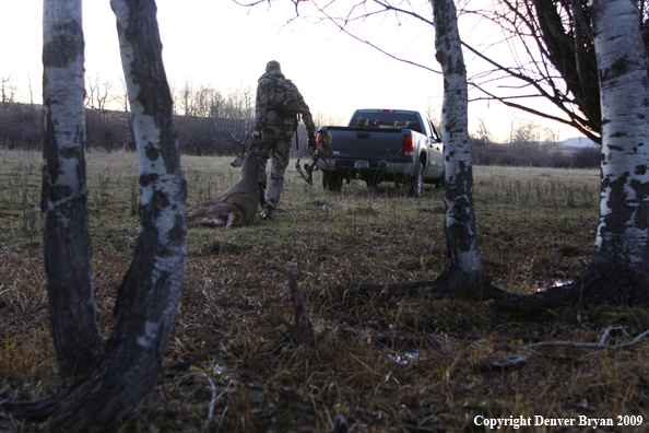 Bowhunter with bagged whitetail buck.