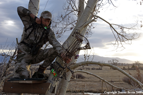 Bowhunter aiming bow from tree stand.