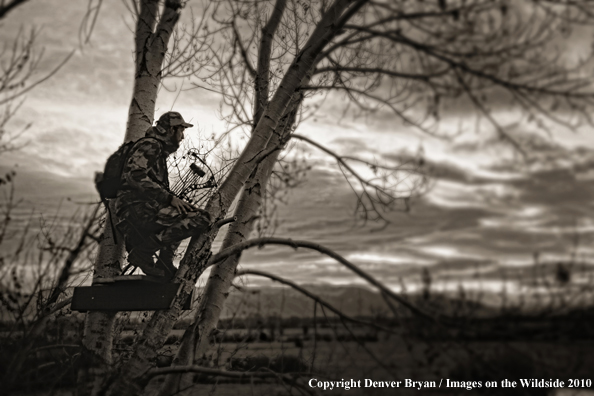 Bowhunter sitting in tree stand. (Original image # 11049-016.65D)
