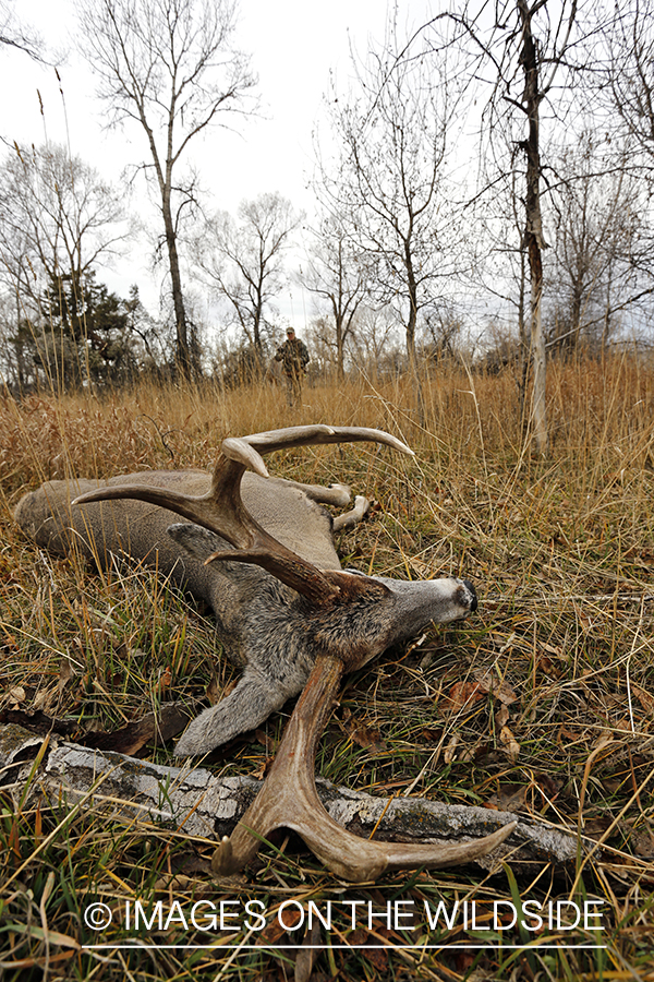 Bowhunter approaching downed white-tailed buck.