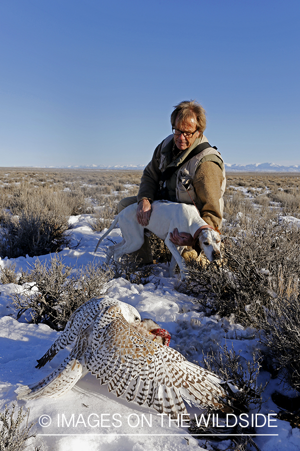 Gyr falcon on mallard with falconer and english pointer.
