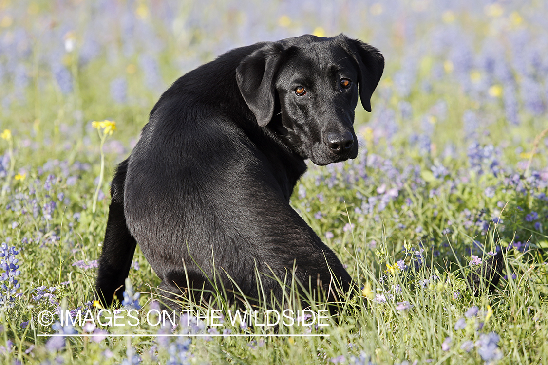 Black labrador retriever in field of wildflowers.