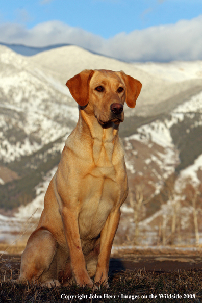 Yellow Labrador Retriever