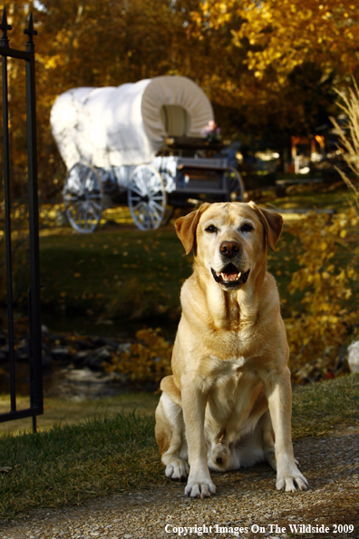Yellow Labrador Retriever