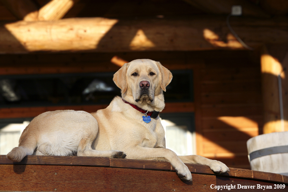 Yellow Labrador Retriever on deck