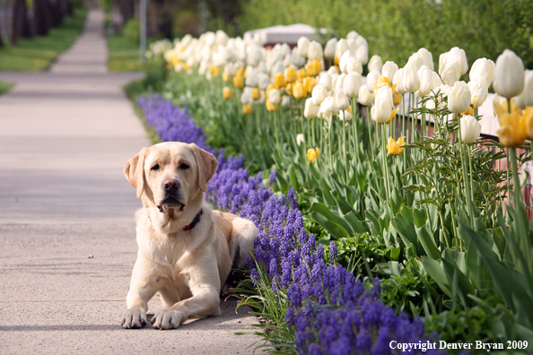 Yellow Labrador Retriever by flowers