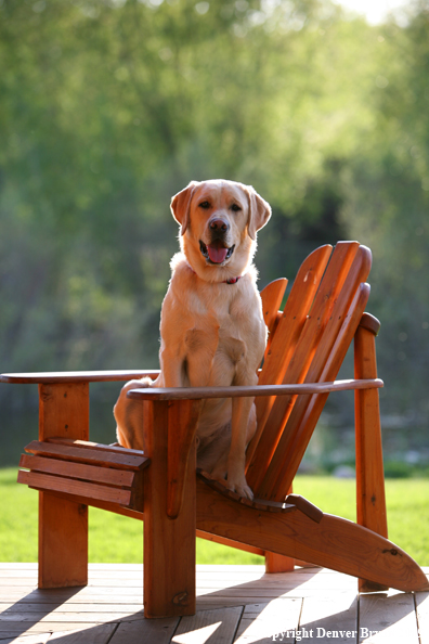 Yellow Labrador Retriever in chair