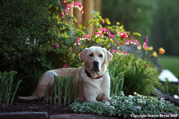 Yellow Labrador Retriever by flowers