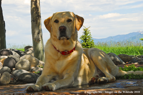 Yellow Labrador Retriever