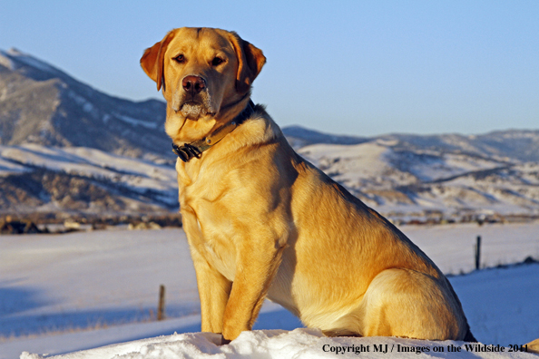 Yellow Labrador Retriever in winter