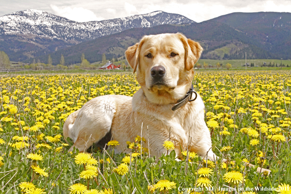 Yellow Labrador Retriever.