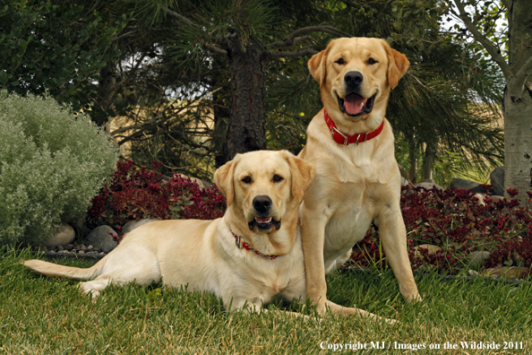 Yellow Labrador Retrievers.