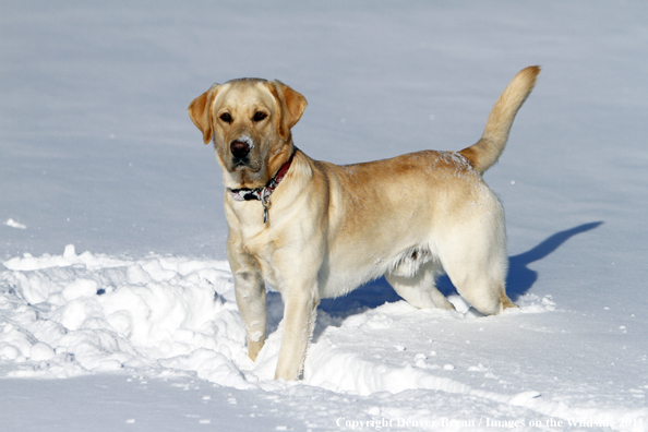 Yellow Labrador Retriever in snow. 