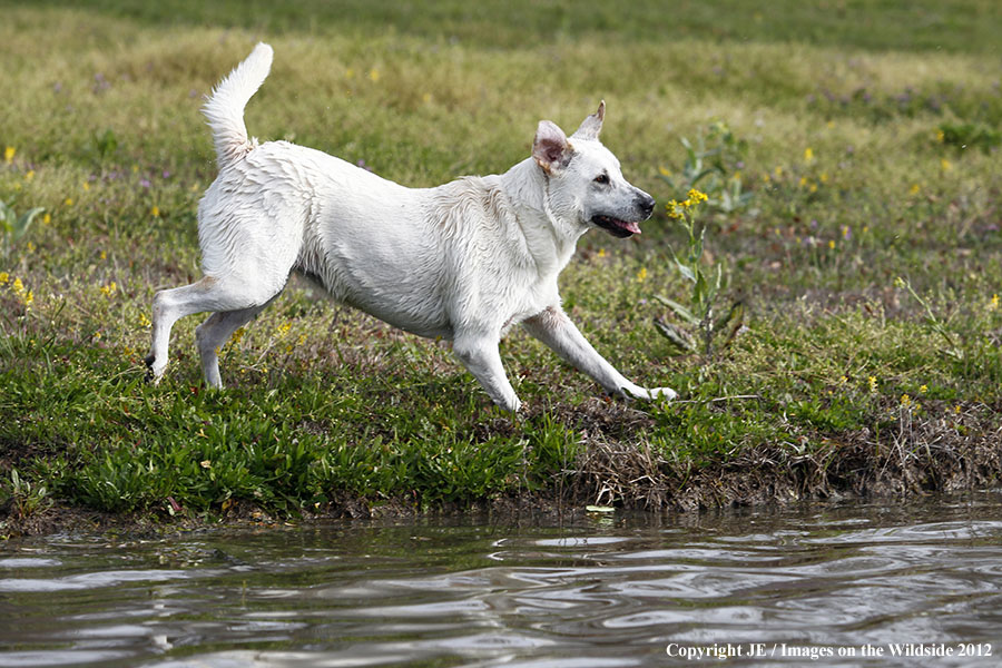 Yellow Labrador Retriever