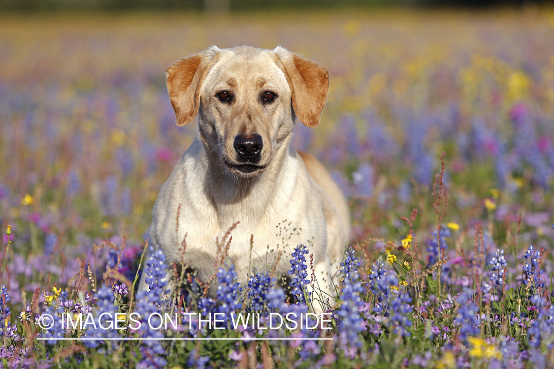Yellow labrador retriever in field of wildflowers.