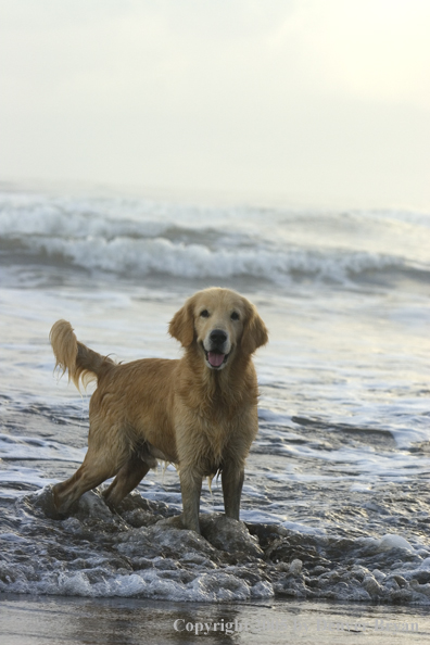 Golden Retriever on ocean beach.