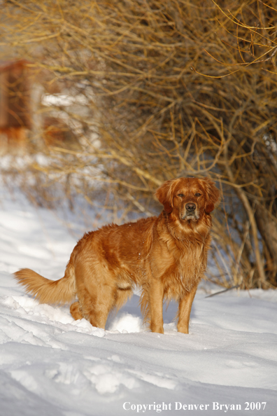 Golden Retriever in the snow.