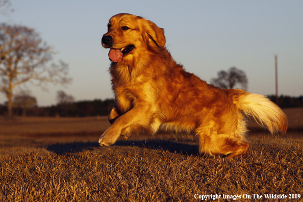 Golden Retriever Running