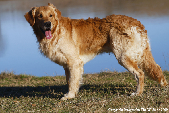 Golden Retriever