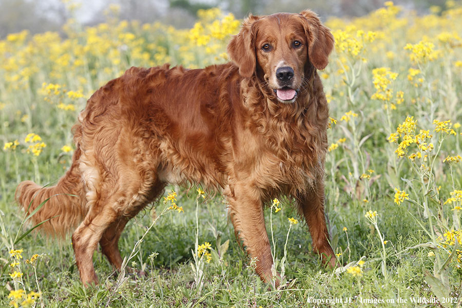 Golden Retriever.