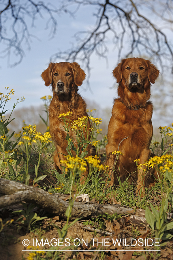 Golden Retrievers