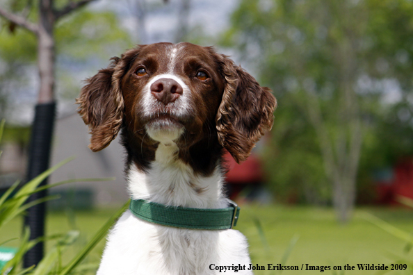 Brittany Spaniel in yard