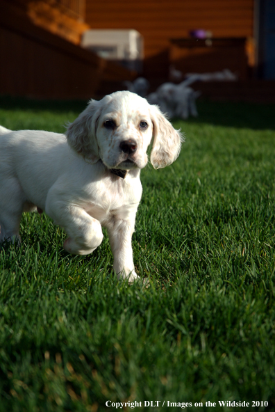 English Setter Puppy 