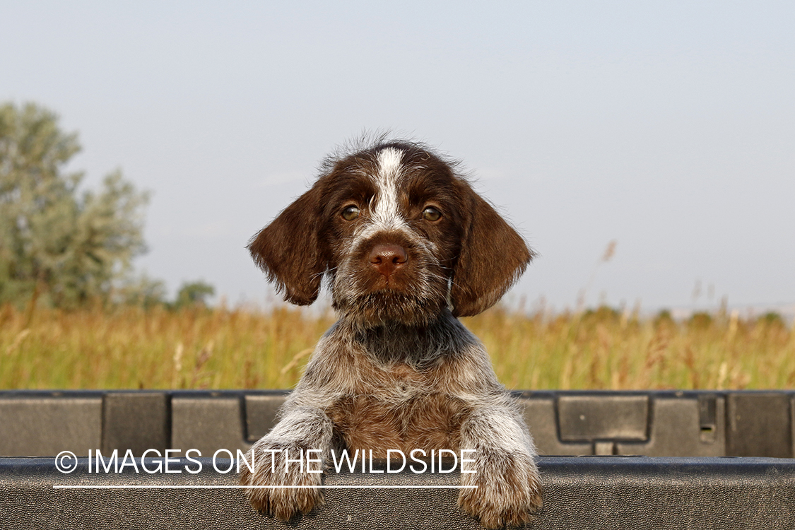 German Wirehaire Pointer puppy