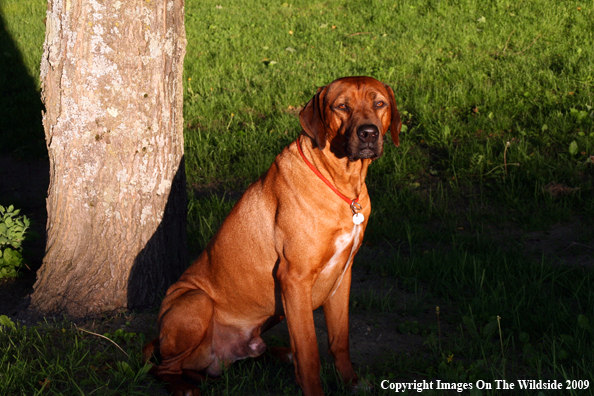Rhodesian Ridgeback