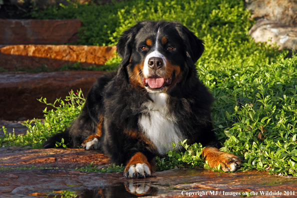 Bernese Mountain Dog. 