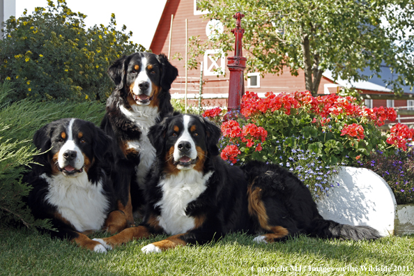 Bernese Mountain Dogs.