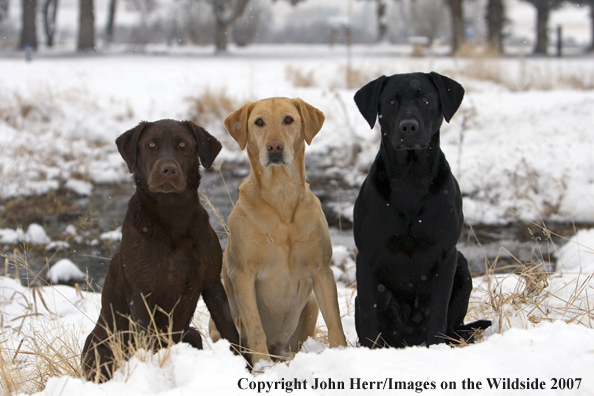 Multi-colored labrador retrievers in field.