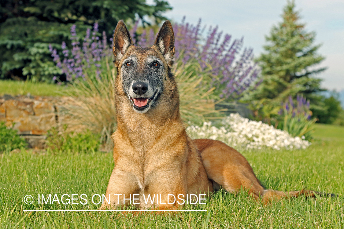 Belgian Shepard Malinois in grass.