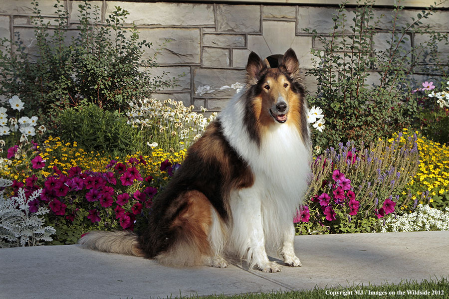 Collie in yard.