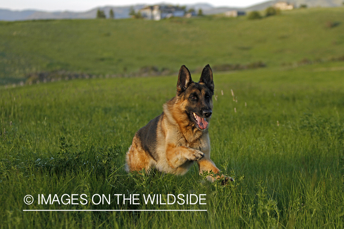 German Shepherd running in field. 