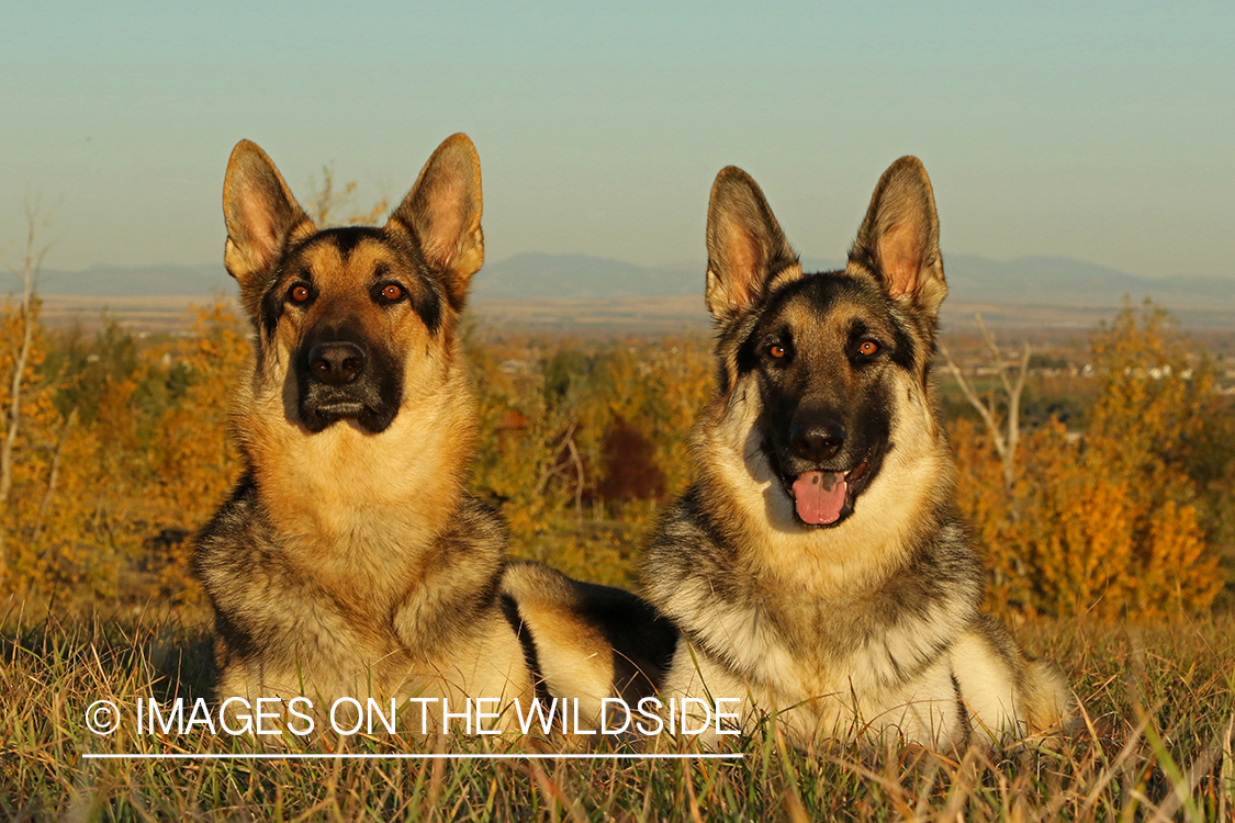 German Shepherds in grass.