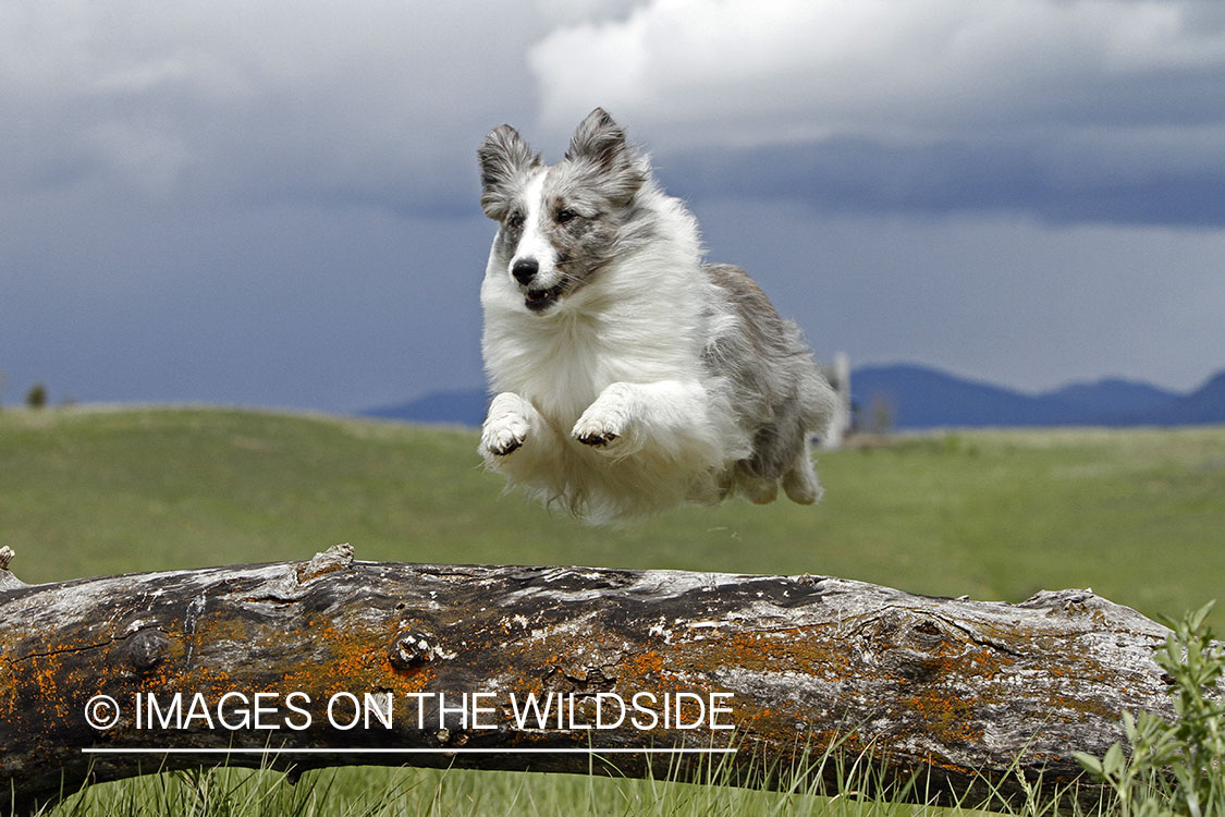 Sheltie jumping over a log.