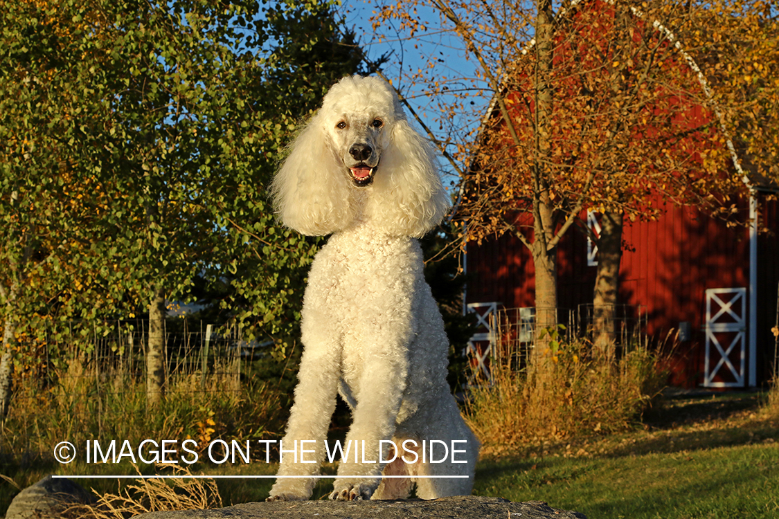 Standard Poodle in front of red barn.