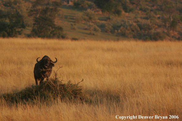 African Cape Buffalo