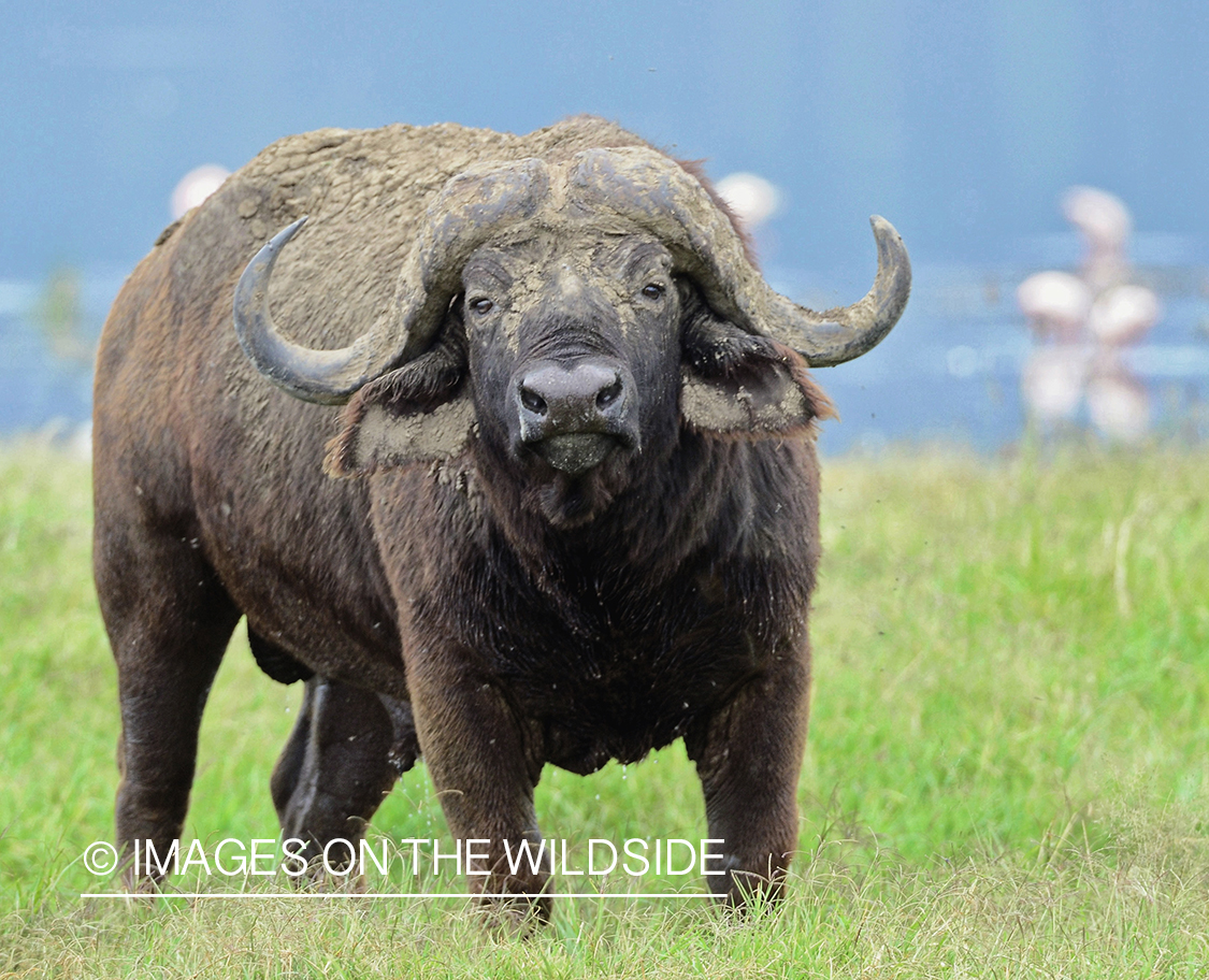 Cape Buffalo Bull in habitat.