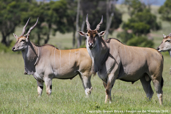 African Eland in habitat