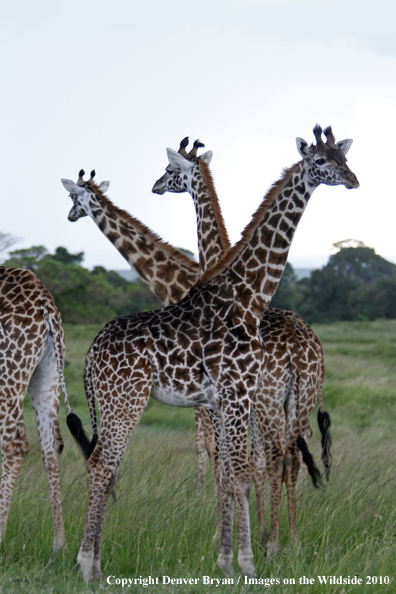 Masai Giraffe Herd