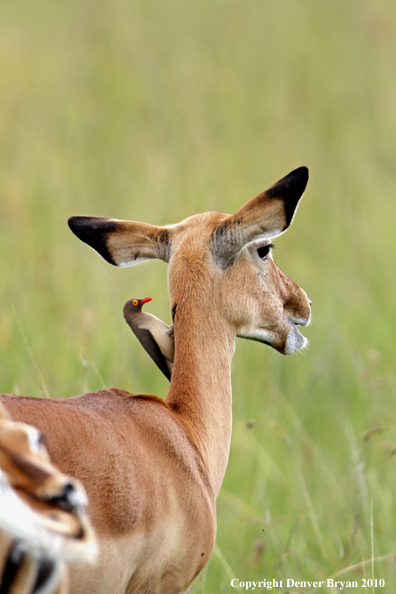 Impala doe with oxpecker on back. (Africa)