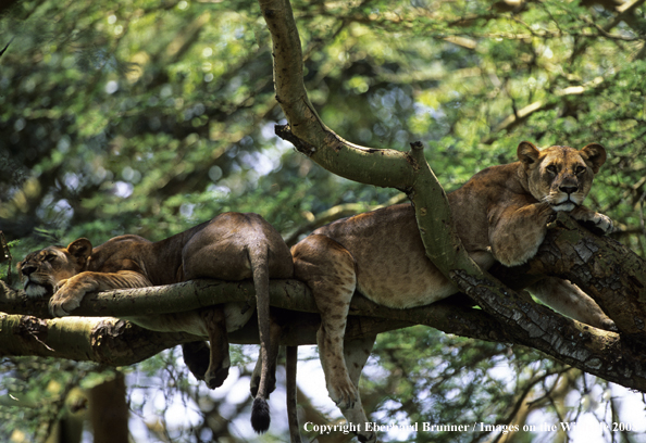 African Lioness in tree
