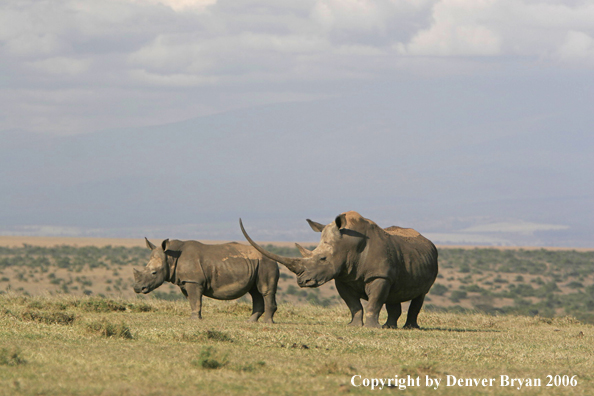 White African Rhinocerouses