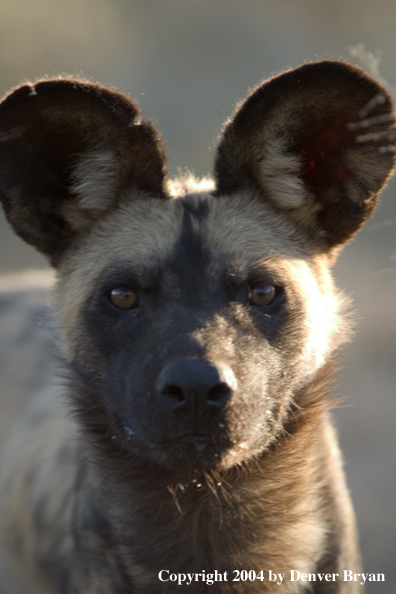 African Wild Dog in habitat.  (Portrait)